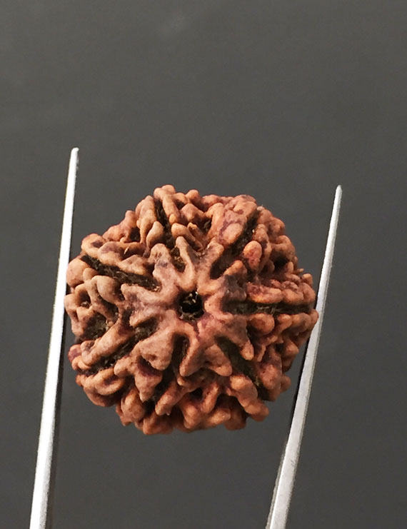 7 Mukhi Certified Nepali Rudraksha Size- 22 mm